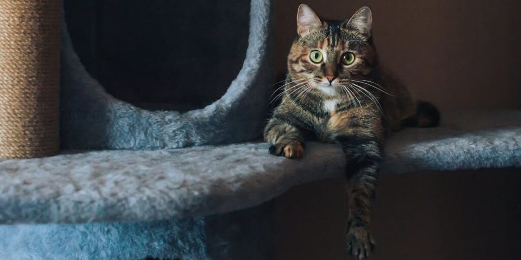 Aprenda como criar um ambiente seguro e enriquecido para seu gato doméstico. Prevenção contra esporotricose, dicas práticas e itens essenciais para o bem-estar.