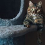 Aprenda como criar um ambiente seguro e enriquecido para seu gato doméstico. Prevenção contra esporotricose, dicas práticas e itens essenciais para o bem-estar.