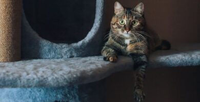 Aprenda como criar um ambiente seguro e enriquecido para seu gato doméstico. Prevenção contra esporotricose, dicas práticas e itens essenciais para o bem-estar.