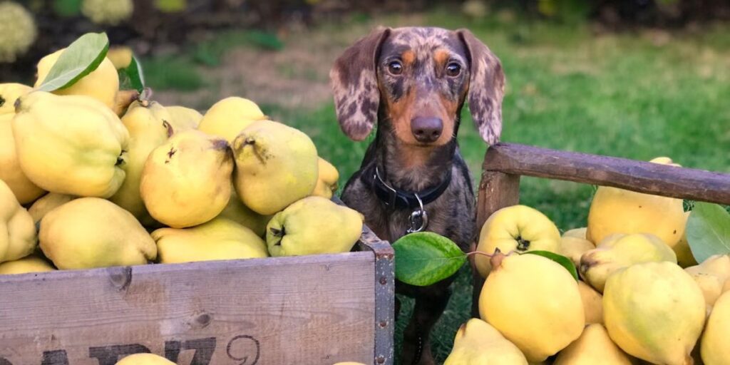 Frutas seguras para pets