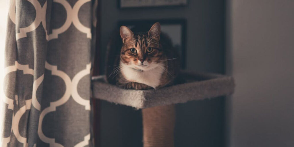 Aprenda como criar um ambiente seguro e enriquecido para seu gato doméstico. Prevenção contra esporotricose, dicas práticas e itens essenciais para o bem-estar.