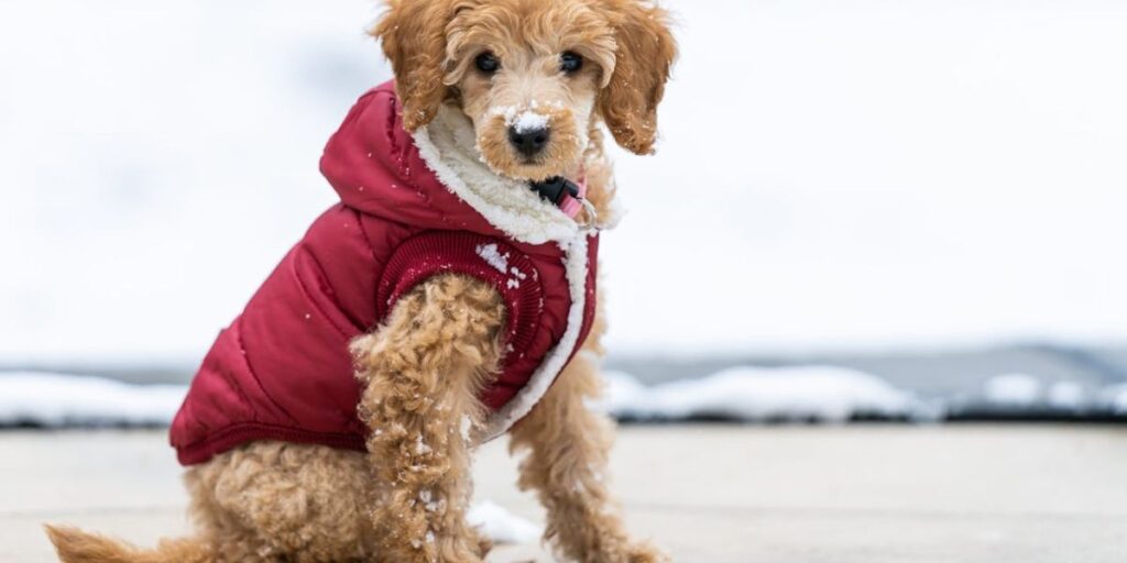 roupa de frio para cachorro