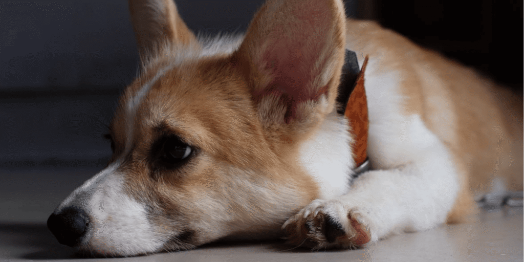 tédio em cães e gatos