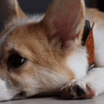 tédio em cães e gatos