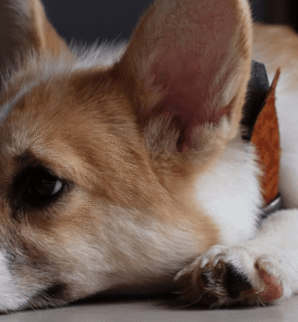 tédio em cães e gatos