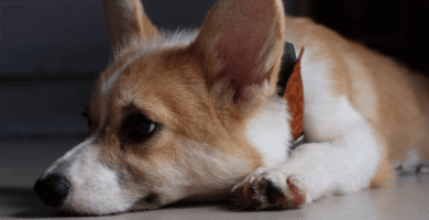 tédio em cães e gatos