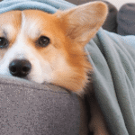 depressão em animais