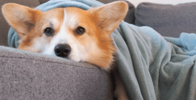 depressão em animais