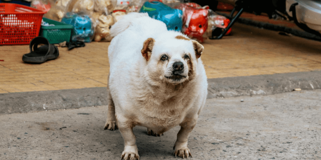 Descubra como evitar a obesidade em animais de estimação com dicas de alimentação, exercícios e prevenção. Proteja a saúde do seu pet com responsabilidade!