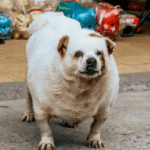 Descubra como evitar a obesidade em animais de estimação com dicas de alimentação, exercícios e prevenção. Proteja a saúde do seu pet com responsabilidade!