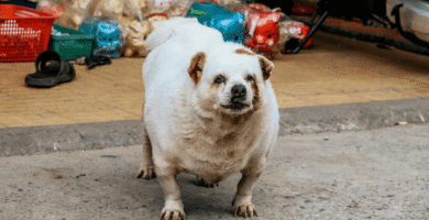 Descubra como evitar a obesidade em animais de estimação com dicas de alimentação, exercícios e prevenção. Proteja a saúde do seu pet com responsabilidade!