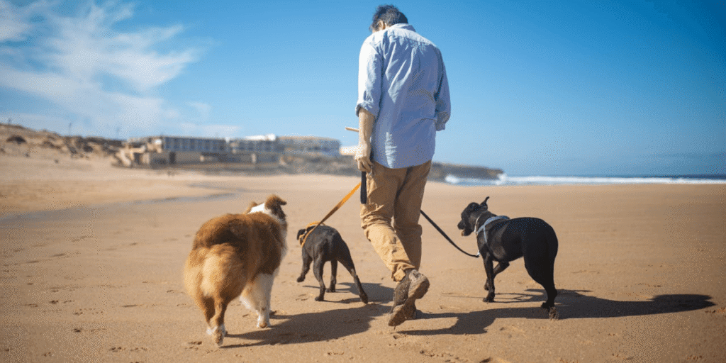 Saiba como criar uma rotina de atividades físicas para cães e gatos e previna a obesidade e o estresse no seu pet. Dicas por idade e perfil.