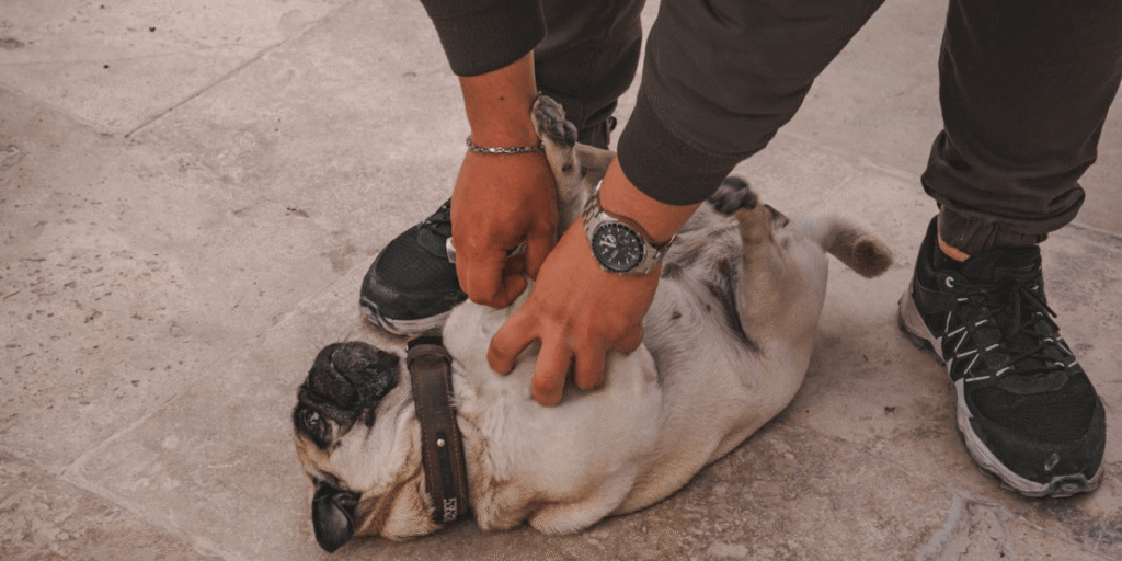 Aprenda como avaliar o IMC do seu pet em casa e com ajuda veterinária. Identifique sobrepeso ou desnutrição de forma prática e eficaz.