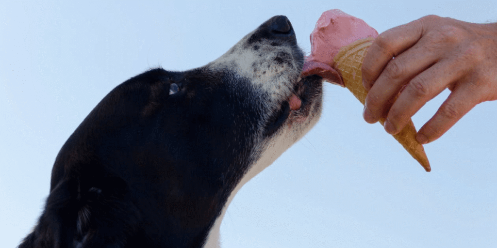 Conheça os principais alimentos proibidos para cães e gatos, seus riscos e alternativas seguras. Proteja seu pet com escolhas alimentares responsáveis.