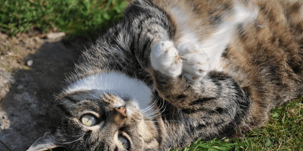 Saiba se a castração causa obesidade em cães e gatos. Entenda os riscos, cuidados e como manter seu pet saudável após o procedimento.