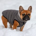 roupa de frio para cachorro