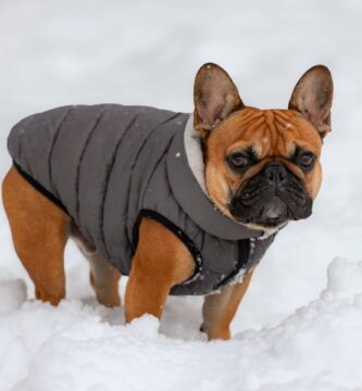 roupa de frio para cachorro