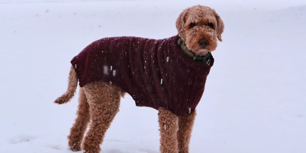 roupa de frio para cachorro