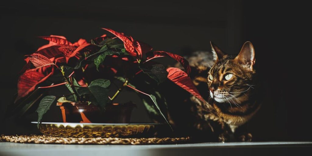 Descubra quais plantas são perigosas para gatos, os sintomas de intoxicação e como criar uma decoração bonita e segura com espécies pet friendly.