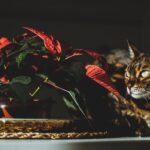 Descubra quais plantas são perigosas para gatos, os sintomas de intoxicação e como criar uma decoração bonita e segura com espécies pet friendly.