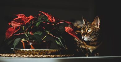 Descubra quais plantas são perigosas para gatos, os sintomas de intoxicação e como criar uma decoração bonita e segura com espécies pet friendly.
