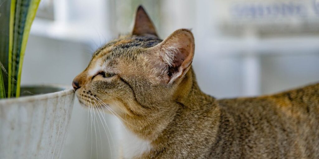 Descubra quais plantas são perigosas para gatos, os sintomas de intoxicação e como criar uma decoração bonita e segura com espécies pet friendly.