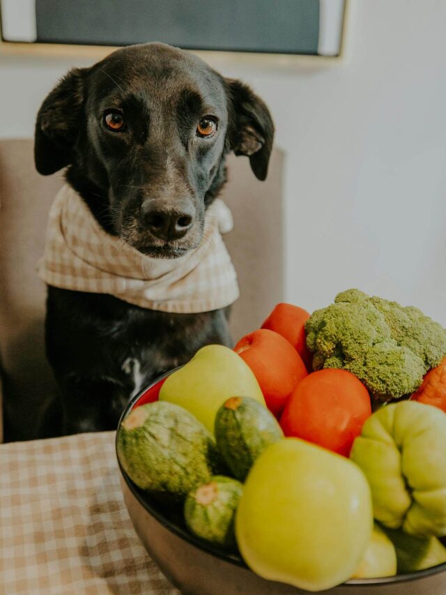 Cachorro Pode Comer? Lista Completa de Alimentos Permitidos e Proibidos