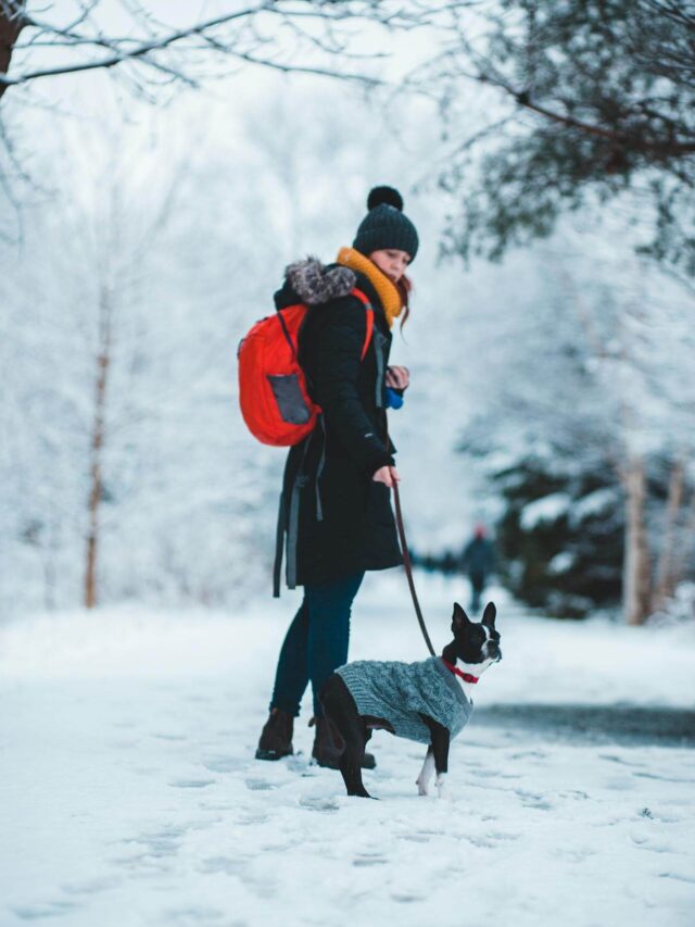 Como Escolher a Roupa de Frio Ideal para Seu Cachorro neste Inverno