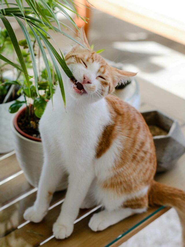 Plantas Tóxicas para Gatos: Quais Evitar e Quais São Seguras